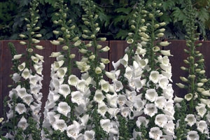 Digitalis 'Camelot White' 